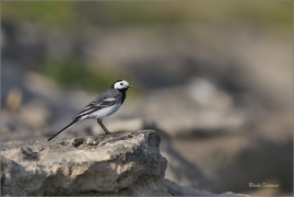 <p>KONIPAS BÍLÝ (Motacilla alba) /White wagtail - Bachstelze/</p>